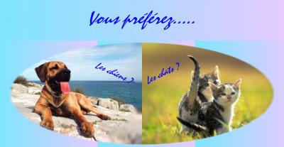 chien ou chat ?