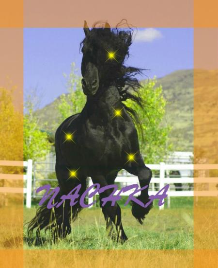 un percheron