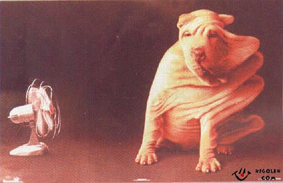 chien o vent