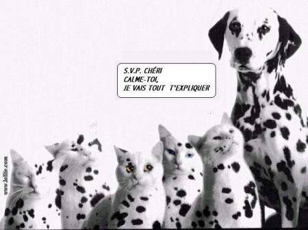 chien é chat