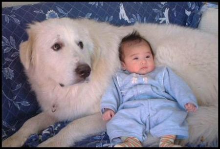 chien é bébé