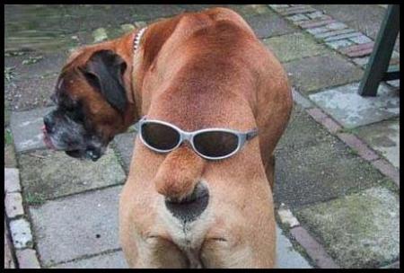 chien