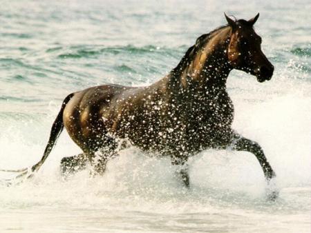 cheval