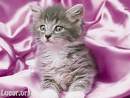 chaton