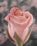 bébé rose