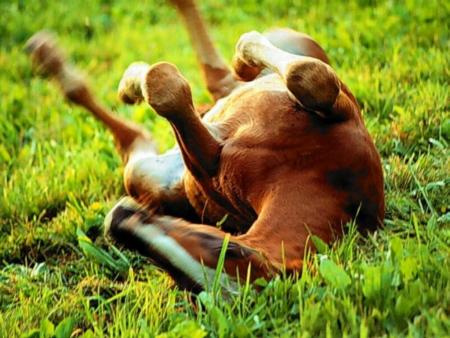 cheval
