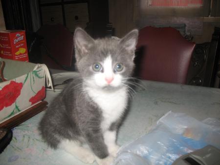 bella