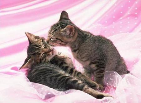 bisou