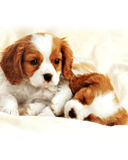 chiots