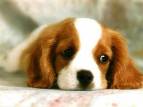 chiot