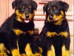 chiots